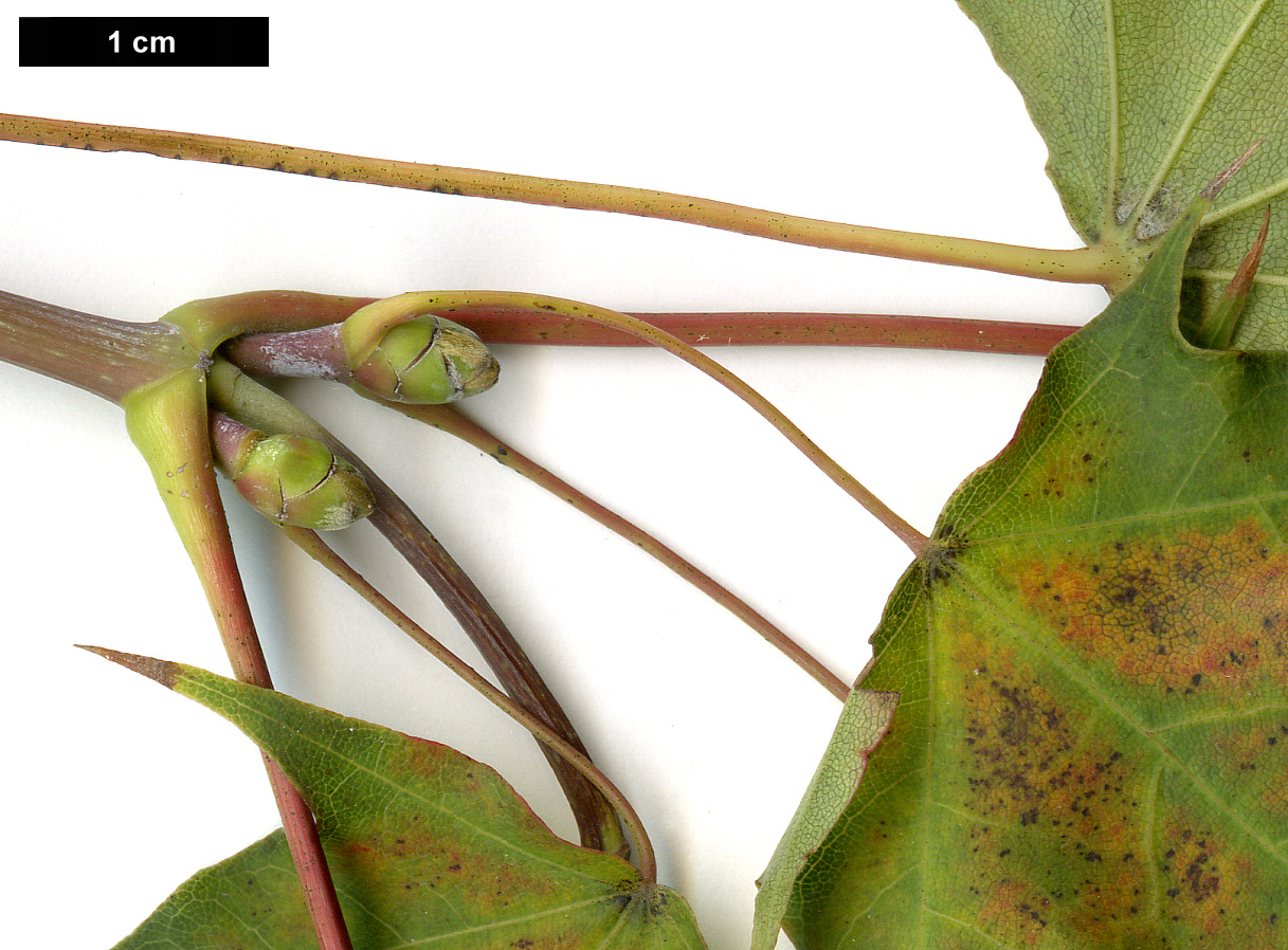 High resolution image: Family: Sapindaceae - Genus: Acer - Taxon: cappadocicum - SpeciesSub: subsp. cappadocicum